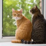 Joven de 17 es condenado en Reino Unido por torturar y matar brutalmente a dos gatos Foto: Mata y desolla gatos en un bosque de Reino Unido /Cortesía