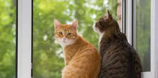 Foto: Mata y desolla gatos en un bosque de Reino Unido /Cortesía