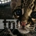 MARENA rescata Ocelote en el barrio Primero de Mayo de León Foto: Rescate exitoso de un ocelote en León /TN8
