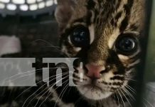 MARENA rescata Ocelote en el barrio Primero de Mayo de León Foto: Rescate exitoso de un ocelote en León /TN8