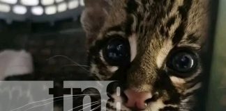 Foto: Rescate exitoso de un ocelote en León /TN8