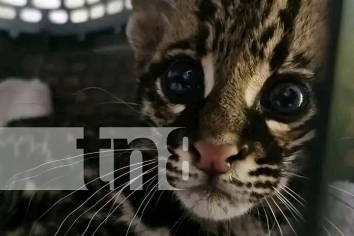 Foto: Rescate exitoso de un ocelote en León /TN8