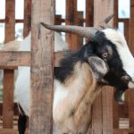 La crianza de cabras se consolida como alternativa económica en Nicaragua Foto: Nicaragua impulsan la producción de lácteos mediante la crianza de cabras/Cortesía
