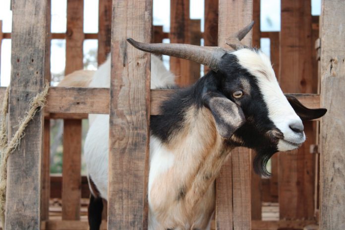 Foto: Nicaragua impulsan la producción de lácteos mediante la crianza de cabras/Cortesía Foto: Nicaragua impulsan la producción de lácteos mediante la crianza de cabras/Cortesía