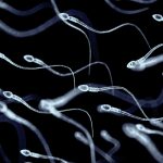 Crean microrrobots con esperma que podría tratar la infertilidad Foto: Microrrobots con espermatozoides /cortesía