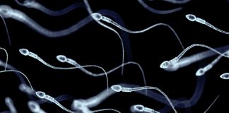 Foto: Microrrobots con espermatozoides /cortesía