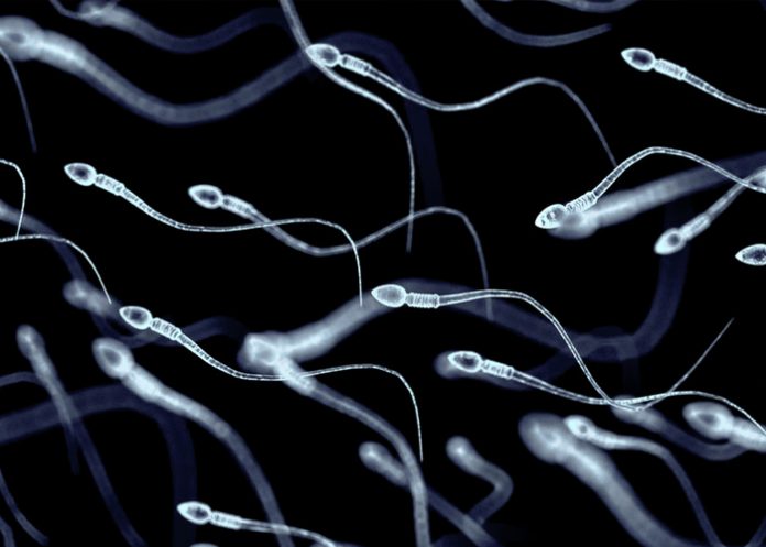 Foto: Microrrobots con espermatozoides /cortesía