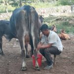 Producción de leche en Nicaragua alcanza 218.4 millones de galones a julio 2025 Foto: Producción de leche en Nicaragua alcanza 218.4 millones de galones a julio 2025/Cortesía