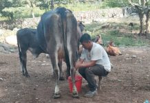 Foto: Producción de leche en Nicaragua alcanza 218.4 millones de galones a julio 2025/Cortesía
