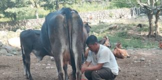 Foto: Producción de leche en Nicaragua alcanza 218.4 millones de galones a julio 2025/Cortesía