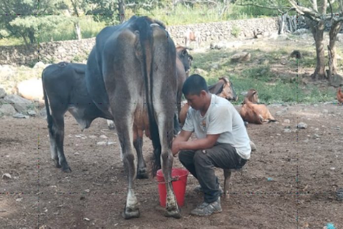 1 Foto: Producción de leche en Nicaragua alcanza 218.4 millones de galones a julio 2025/Cortesía