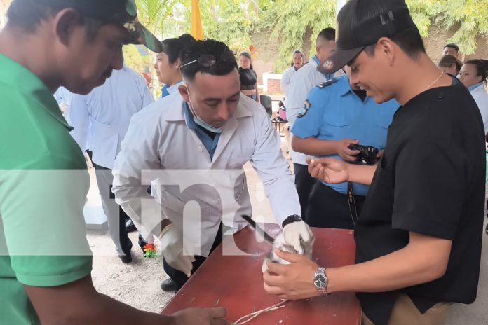 Foto: Estelí se convierte en capital del cuidado animal / TN8 Foto: Estelí se convierte en capital del cuidado animal / TN8