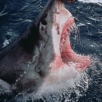 Surfista experimentado pierde la vida en un ataque de tiburón en Australia Foto: Surfista experimentado pierde la vida en un ataque de tiburón en Australia / Cortesía