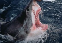 Foto: Surfista experimentado pierde la vida en un ataque de tiburón en Australia / Cortesía