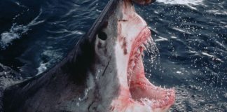 Foto: Surfista experimentado pierde la vida en un ataque de tiburón en Australia / Cortesía