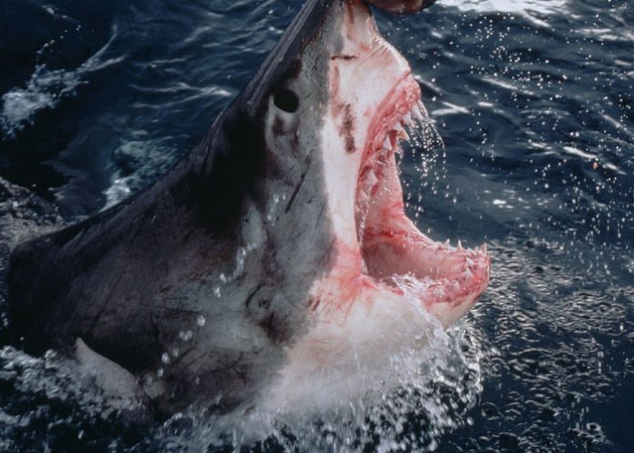 Foto: Surfista experimentado pierde la vida en un ataque de tiburón en Australia / Cortesía