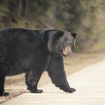 Hombre herido grave tras feroz ataque de oso en EE.UU. EE.UU.