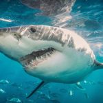 Niño de 8 años fue atacado por un tiburón en Cayo Largo, Florida Foto: Tiburón ataca a niño de 8 años en Cayo Largo, Florida /Cortesía