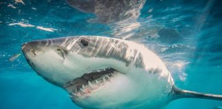 Foto: Tiburón ataca a niño de 8 años en Cayo Largo, Florida /Cortesía