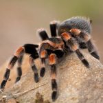 Tarántulas con “miembros gigantes” sorprenden a la ciencia Foto: Tarántulas con “miembros gigantes” sorprenden a la ciencia / Cortesía