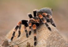 Tarántulas con “miembros gigantes” sorprenden a la ciencia Foto: Tarántulas con “miembros gigantes” sorprenden a la ciencia / Cortesía