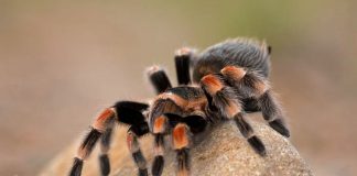 Foto: Tarántulas con “miembros gigantes” sorprenden a la ciencia / Cortesía