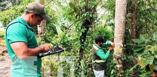 Foto: MARENA impulsa manejo sostenible de los recursos forestales del país/Cortesía