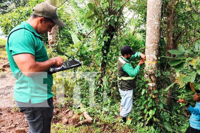 Foto: MARENA impulsa manejo sostenible de los recursos forestales del país/Cortesía