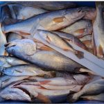 INPESCA impulsa monitoreo pesquero en León y Chinandega