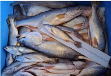 INPESCA impulsa monitoreo pesquero en León y Chinandega