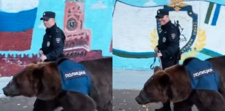 Foto:Lo más ruso que verás hoy: oficial y oso patrullan juntos/CortesíaFoto:Lo más ruso que verás hoy: oficial y oso patrullan juntos/Cortesía