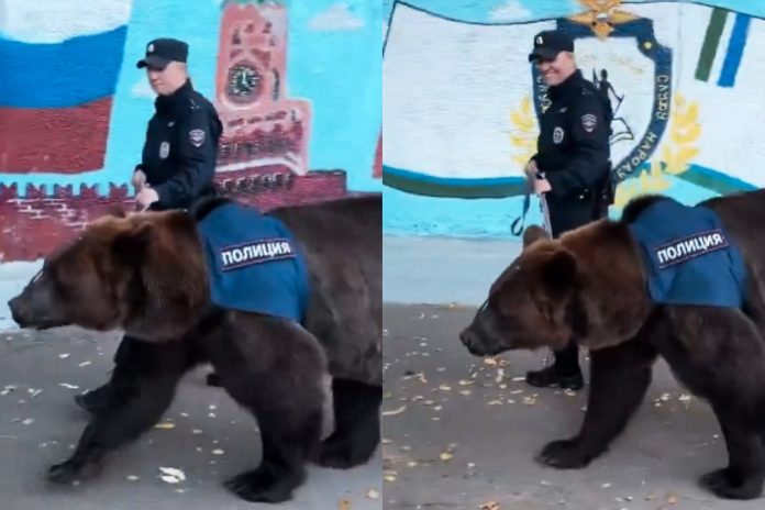 1 Foto:Lo más ruso que verás hoy: oficial y oso patrullan juntos/CortesíaFoto:Lo más ruso que verás hoy: oficial y oso patrullan juntos/Cortesía