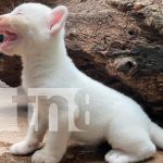 Zoológico Thomas Belt anuncia llegada de la mascota de Itzae Foto: Zoológico Thomas Belt anuncia llegada de la mascota de Itzae/TN8