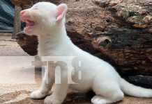 Zoológico Thomas Belt anuncia llegada de la mascota de Itzae Foto: Zoológico Thomas Belt anuncia llegada de la mascota de Itzae/TN8