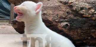 Foto: Zoológico Thomas Belt anuncia llegada de la mascota de Itzae/TN8