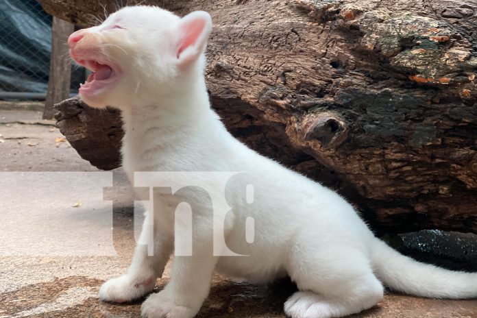 Foto: Zoológico Thomas Belt anuncia llegada de la mascota de Itzae/TN8