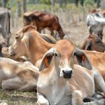 Nicaragua, sede del primer Encuentro Internacional de Sanidad Bovina