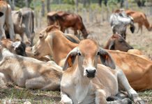 Nicaragua, sede del primer Encuentro Internacional de Sanidad Bovina