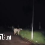 Alertan sobre accidentes viales por presencia de semovientes en las vías de Rivas Foto: Rivas conductores temen a accidentes por vacas y caballos en el camino/TN8