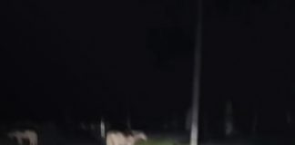 Foto: Rivas conductores temen a accidentes por vacas y caballos en el camino/TN8