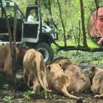 Manada de leones devora a cuidador con 30 años de experiencia en Tailandia Foto: Tragedia en Safari World de Tailandia /Cortesía