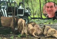 Foto: Tragedia en Safari World de Tailandia /Cortesía