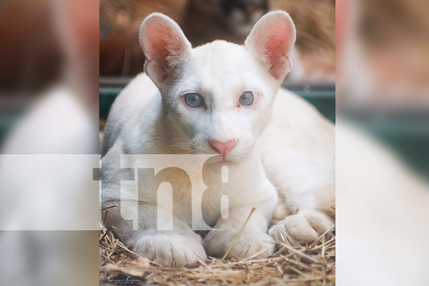Foto: Zoológico Thomas Belt anuncia llegada de la mascota de Itzae/TN8