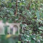 Horror en San Marcos: hallan cadáver en predios montosos del barrio Bruselas Foto: Horror en San Marcos: hallan cadáver en predios montosos del barrio Bruselas/TN8