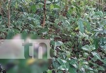 Horror en San Marcos: hallan cadáver en predios montosos del barrio Bruselas Foto: Horror en San Marcos: hallan cadáver en predios montosos del barrio Bruselas/TN8