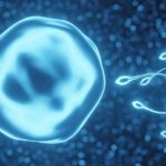 Científicos descubren potencial en la piel para tratar la infertilidad en humanos Foto: Infertilidad humana/ cortesía