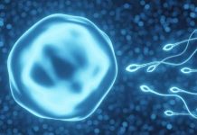 Científicos descubren potencial en la piel para tratar la infertilidad en humanos Foto: Infertilidad humana/ cortesía