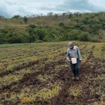 Familias del campo impulsan siembra de maíz en Nicaragua Foto: Nicaragua refuerza la producción de maíz/Cortesía