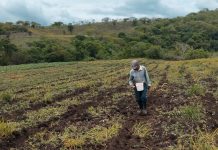 Foto: Nicaragua refuerza la producción de maíz/Cortesía