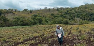 Foto: Nicaragua refuerza la producción de maíz/Cortesía